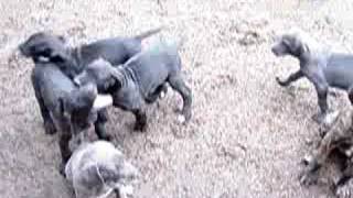 Blue Great Dane Puppies with Black amp Brindle pups [upl. by Yhtac]