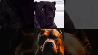 Bull terrier vs American bully Pitbull presa Canario Cane corso PSI Comparison shorts ytshorts [upl. by Ormiston]