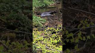 River balkan wild nature exploring untouched wilderness balkan bosnia nature europe river [upl. by Maillij]