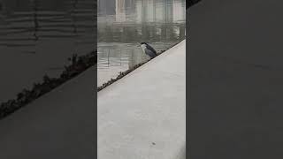 What bird is this Suzhou River in Shanghai [upl. by Eerehs847]