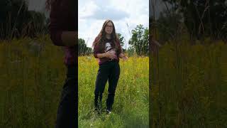 Big Bluestem Illinoiss State Grass [upl. by Nicholle393]