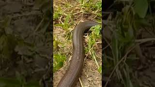 snake snakehelpline108 snakerescue youtubeshorts youtuber youtubeshort viral viralvideo [upl. by Leitnahs]