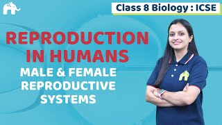 Reproduction in Humans Class 8 ICSE Biology  Selina Chapter Male amp Female Reproductive Systems [upl. by Della]