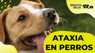 Ataxia en perros  Mascota y Salud [upl. by Aelanej]