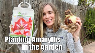 Planting AMARYLLIS OUTDOORS [upl. by Nnylyma612]