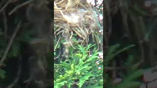 House Sparrow Nesting High in a Tree 🌳 [upl. by Niu]