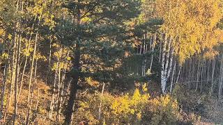 Fall in the Forest  Sweden  Tullinge  Stockholm  Nature Relaxation HD 1080P  NiVanta Films [upl. by Ulphi772]