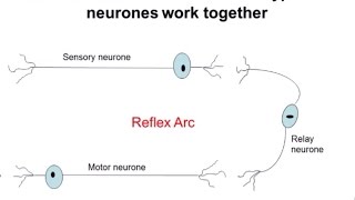 Nervous System Part 2  Reflex Arc ALevel Biology [upl. by Aiasi769]