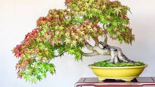 Small Bonsai Shows around Japan Autumn 2023 🇯🇵 [upl. by Breh]