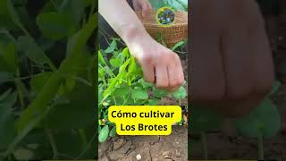 Cómo cultivar brotes de guisantes fácilmente en macetas [upl. by Anneliese664]