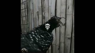 bird of prey scary sound☠️☠️ [upl. by Vijar]