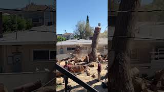 Massive Piece of Tree Accidentally Knocks Down Wall While Getting Cut  1524146 [upl. by Packston423]