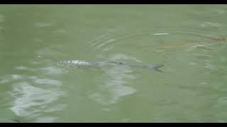 Hecht und Döbel im Bodensee pike Squalius cephalus Esox lucius in Lake Constance fish [upl. by Adiaz]