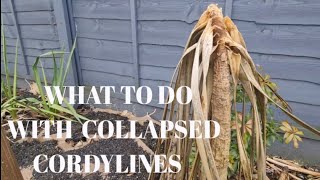 WHAT TO DO WHEN YOUR CORDYLINES HAVE COLLAPSED [upl. by Siravart321]