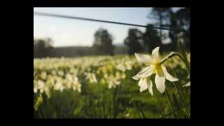 Daffodils Song Wordsworths poem [upl. by Ridinger62]