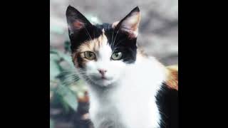 calicos I have a calico cat [upl. by Conrad870]