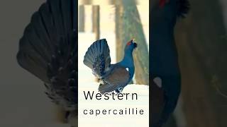 Western Capercaillie birds [upl. by Dirgis]