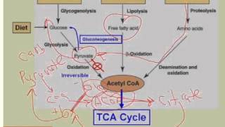 Acetyl CoA Connects Pathways of Catabolism [upl. by Naek]