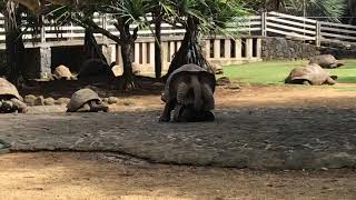 TORTUE GÉANTE QUI S’ACCOUPLE [upl. by Anirret]