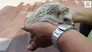 Cute Hedgehog Close Up Look At Singapore Zoo Right In Front Of Me  Janice Ong Channel [upl. by Culbertson]