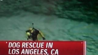 Dog rescue in Los Angeles California MSNBC Tamron Hall amp David Shuster [upl. by Ailaza144]