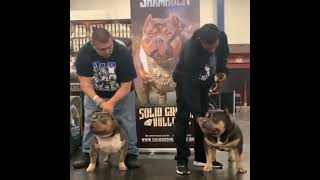 GrCh Shamrock stacking with Ch Rasmus bullyworld bullymagazine shamrock americanbully shamfam [upl. by Raddy366]