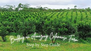 Building an Amazing Calamansi Farm Step by Step Guide [upl. by Joli564]