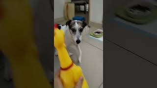 Squeaky Chicken Toy with my dog BOBO play toys dog [upl. by Caron]