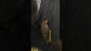 OxPecker Bird Searching for Parasite Wincent B8MLu bird nature wildlife [upl. by Enutrof687]