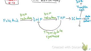 Folic Acid Pathway and Methotrexate [upl. by Apollus]