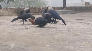 Crow Birds Sounds Effects Hungry Crows Feeding amp Crowing Kawa Ki Awaz Crows Fight At The Roof [upl. by Soisatsana]