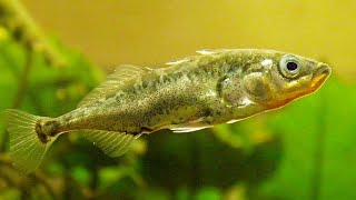 Facts The Stickleback [upl. by Rehptosirhc]