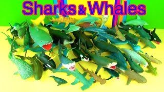 Shark Toys Collection Whales Fish Jaws Toys for Kids Tiburón Tubarão [upl. by Lohrman]