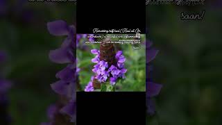 Harvesting prunella Vulgaris Self Heal Heal all carpenters herb or woundwort [upl. by Nirad87]