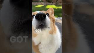 Mam you take too long 😒  funny corgi  pembroke welsh corgi  corgi videos  cute corgi [upl. by Skiest]