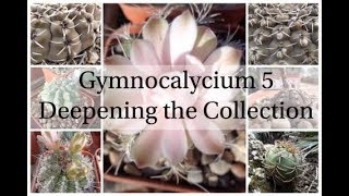 Gymnocalycium 5  Deepening the Collection Cactus Series 6 [upl. by Einaled419]