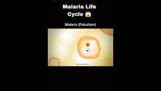 Life cycle of Malaria [upl. by Hinkle]