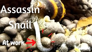 Try This  Assassin snail eating technique  How to control Pest Snail and Detritus Worm LushAqua [upl. by Anelem]