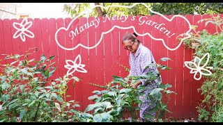 Filipino Grandma In America Summer 2020 Garden Harvest Before Fall english [upl. by Nevs]