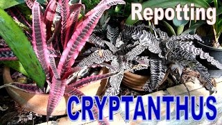 HOW TO REPOT CRYPTANTHUS [upl. by Verina572]