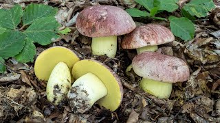 2023  Il porcino dei Re Butyriboletus regius [upl. by Lambart138]