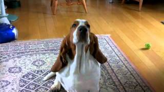 HAL basset hound  his Monday routine [upl. by Nerwal976]