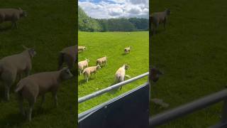 Sheep Hair Remover Technique [upl. by Orgell]