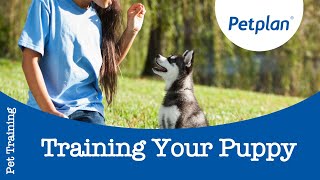 Puppy Training Tips How To Train Your New Puppy [upl. by Rubbico]