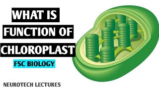 Chloroplast Structure and function animated [upl. by Atilem]