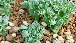 Albuca spiralis dan Albuca concordiana [upl. by Etnuhs]