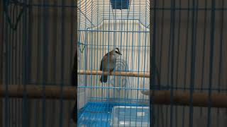 Yellow vented bulbul [upl. by Oisorbma]