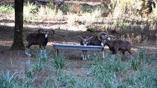 Lavenir des mouflons en Corse se prépare dans les enclos [upl. by Kinny]