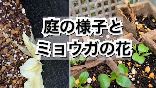 【活かす暮らし】秋蒔き野菜種のその後とひっそり咲いたミョウガの花 How the seeds I planted are doing and flowers of Myoga ginger [upl. by Anaili]