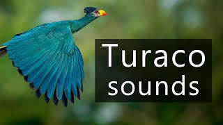 The sounds of the Great blue turaco [upl. by Panthia]